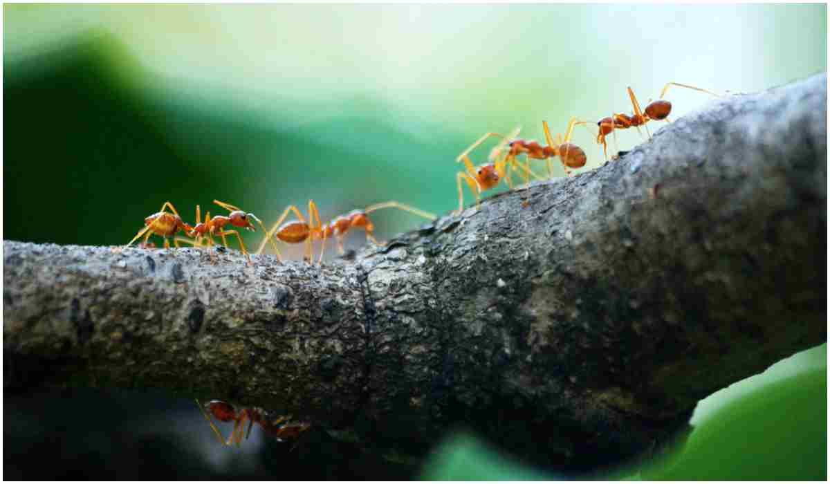 Mrówki 
