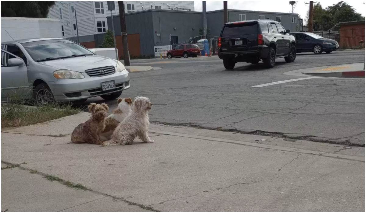 Trzy psy na chodniku