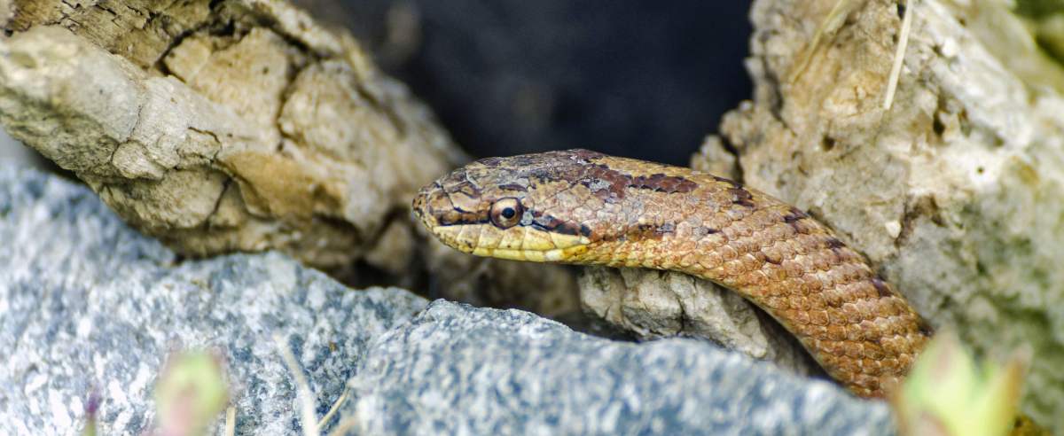 Gniewosz plamisty - najmniejszy gatunek węża w Polsce