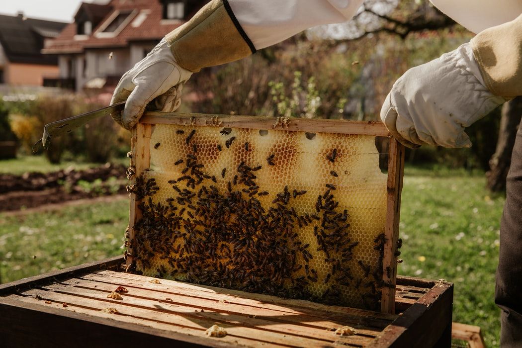 pszczelarstwo