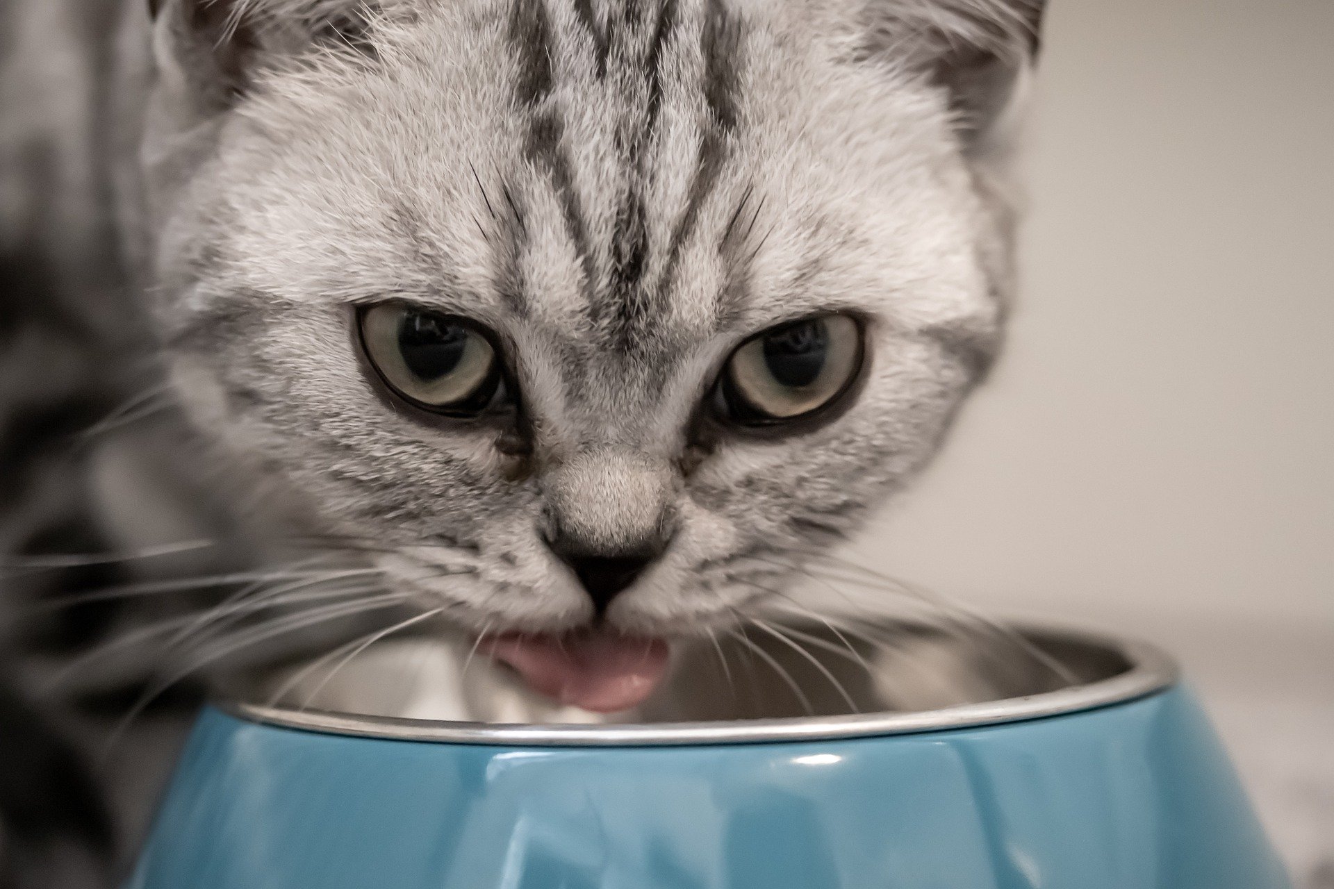Dieta BARF dla kota: wszystko, co musisz wiedzieć