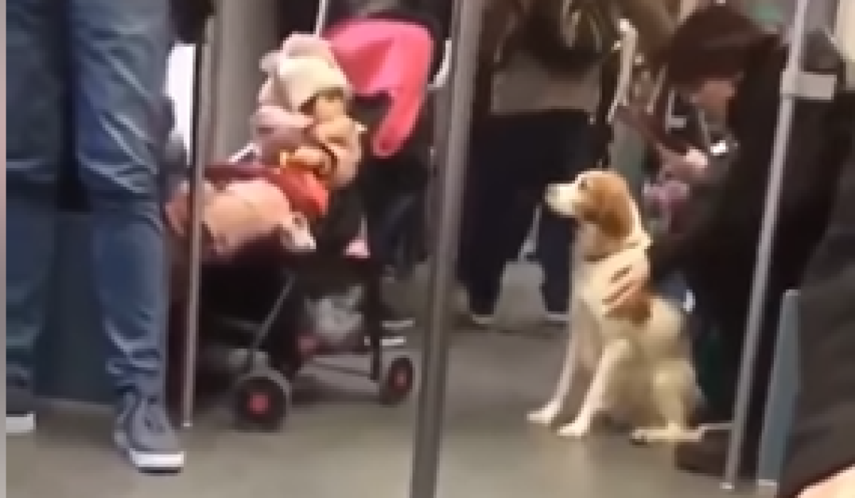 pies i dziecko