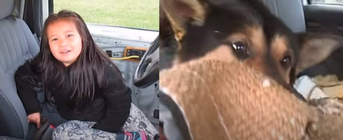 Dziewczynka w samochodzie i atakujący pies