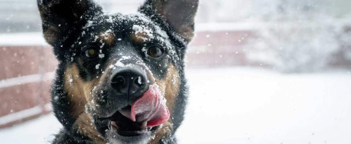 pies liże śnieg