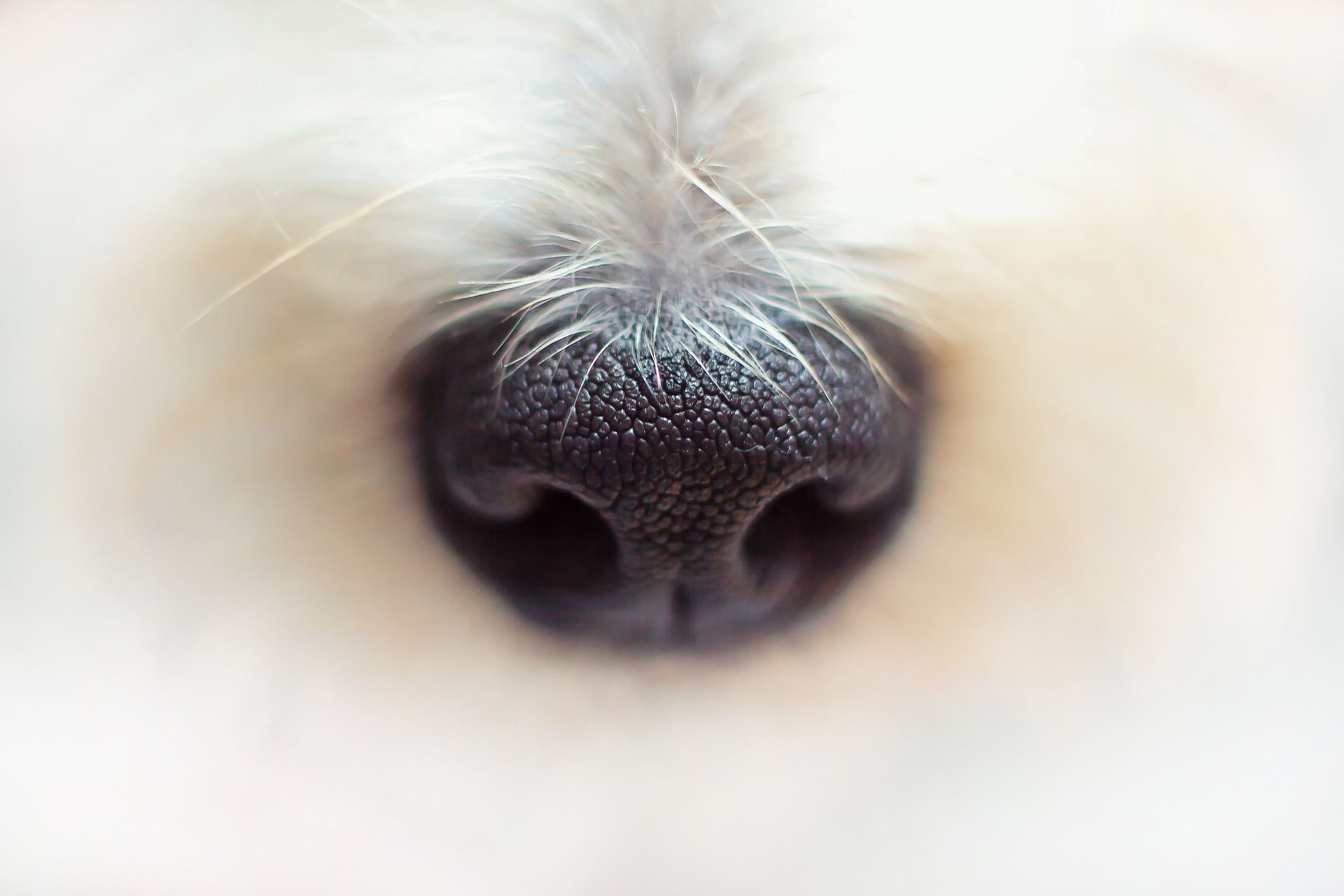 Poznaj zapachy, których Twój pies bardzo nie lubi!