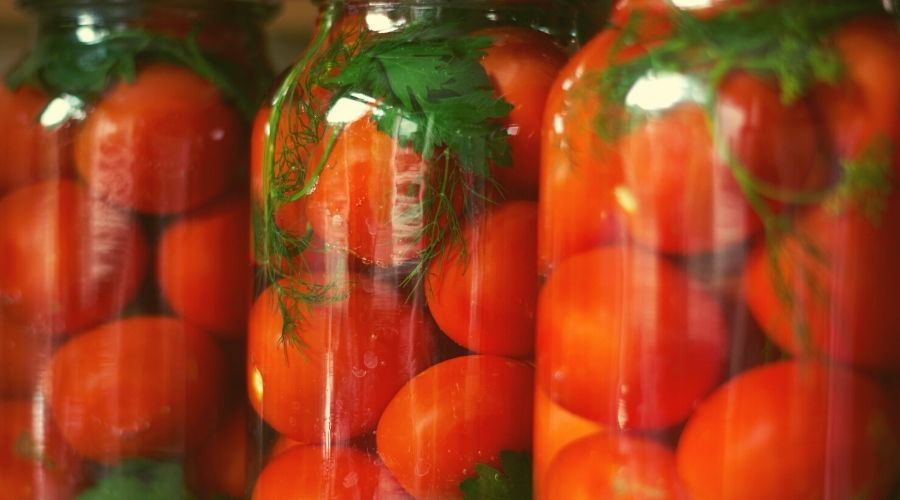 Jak zrobić tradycyjne kiszone pomidory?