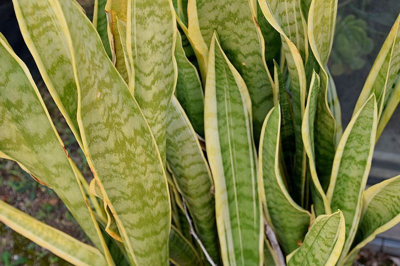 Sansewierie – elegancka roślina doniczkowa dla zabieganych