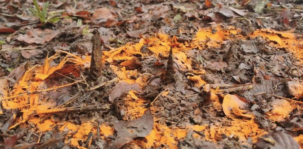 Strażnicy Nadleśnictwa Strzyżów zostali zaalarmowani o ostrych kolcach pozostawionych w lesie, jako pułapki
