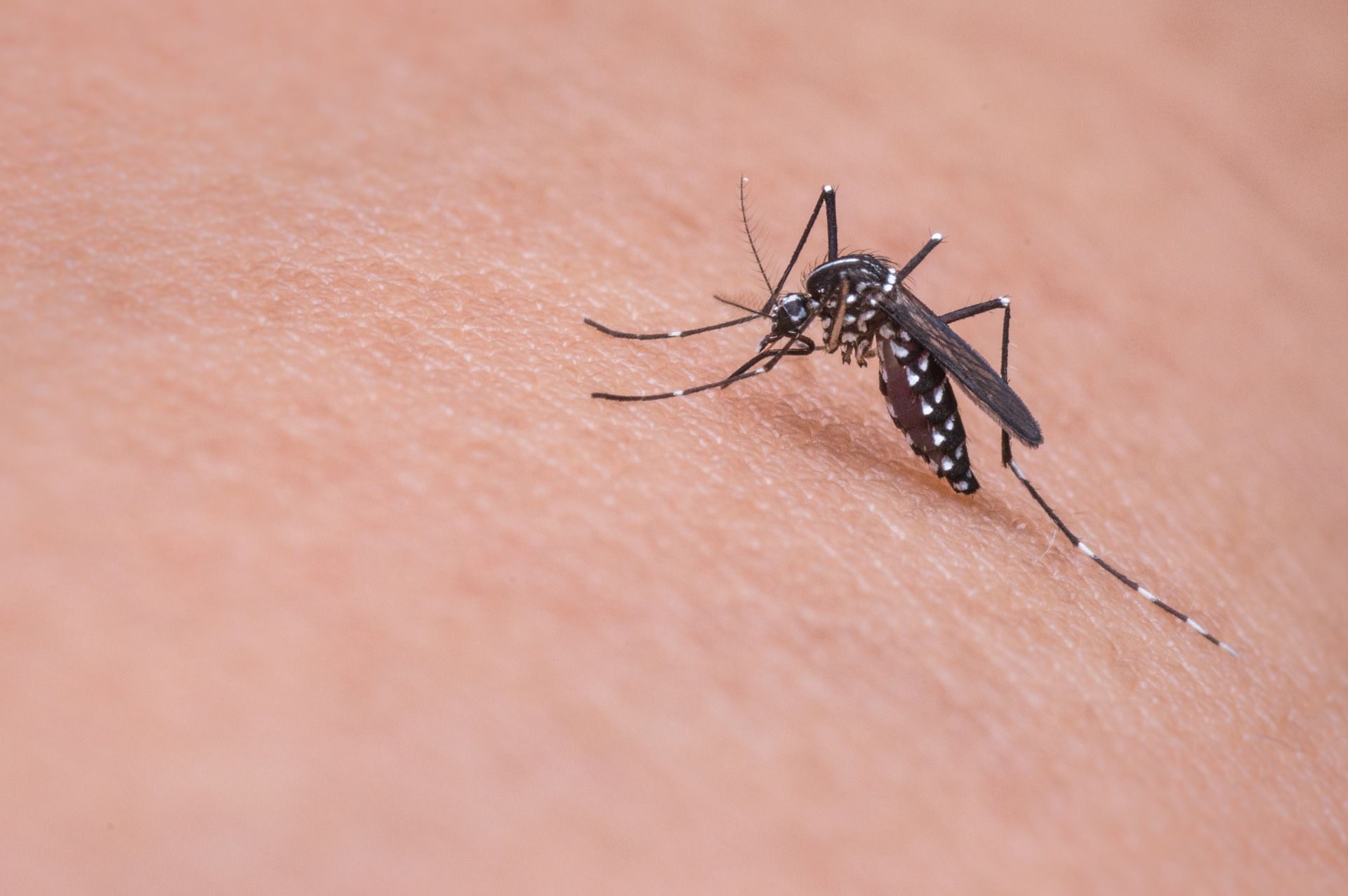 Malaria (zimnica) – przyczyny, objawy, leczenie