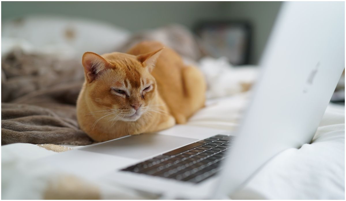 Kot na laptopie