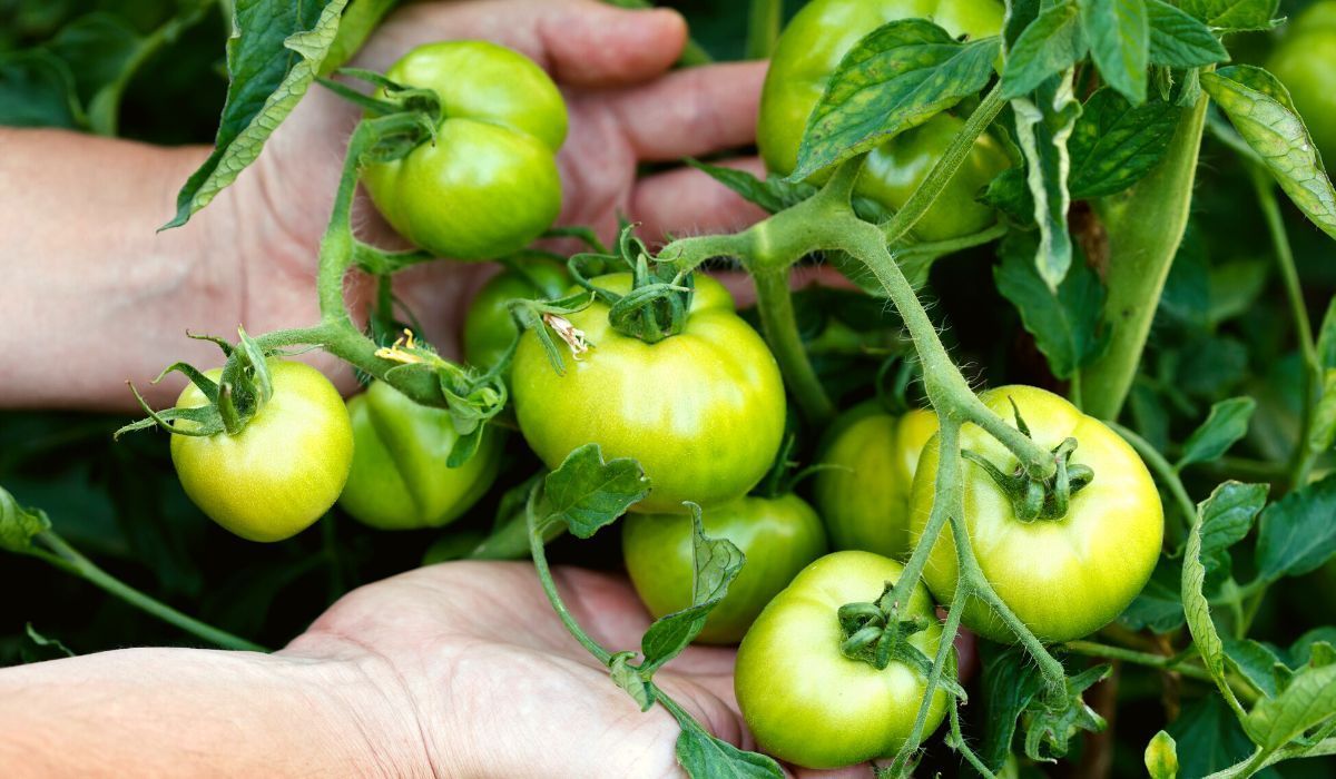 Wiemy, co zrobić żeby pomidory dojrzały w domu