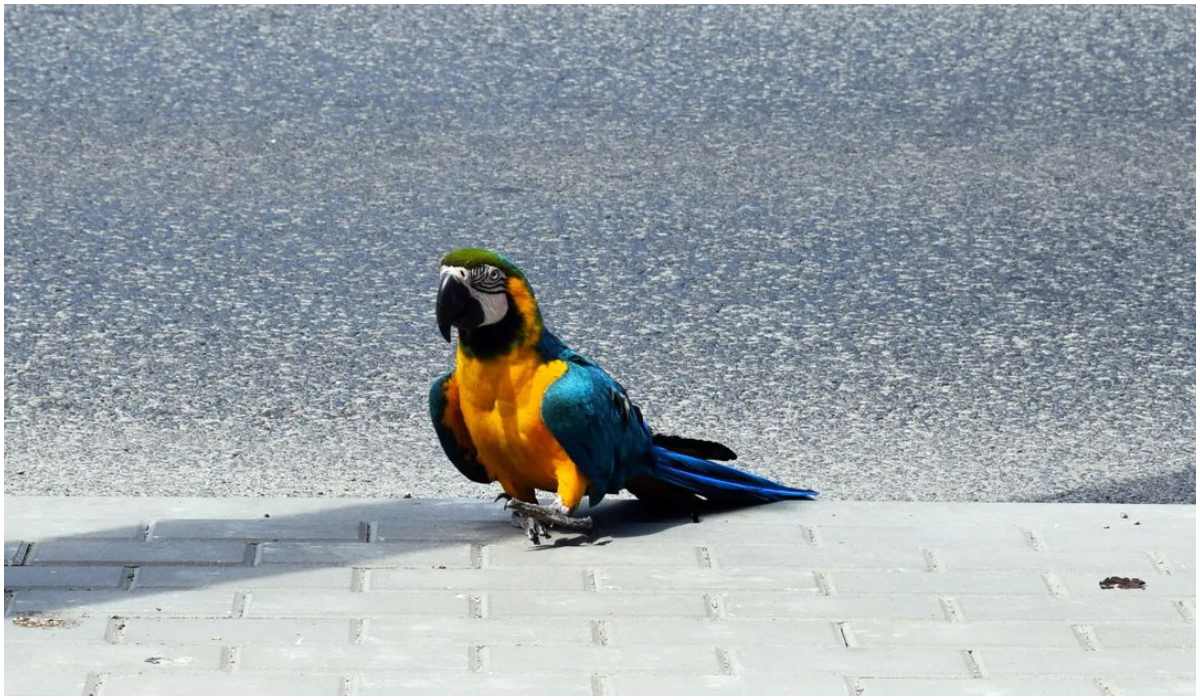 Papuga ara na chodniku