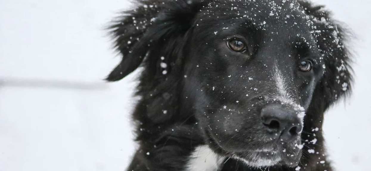 pies w zimie