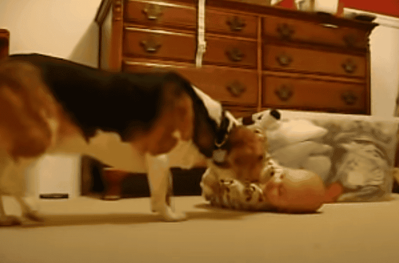 Beagle i noworodek