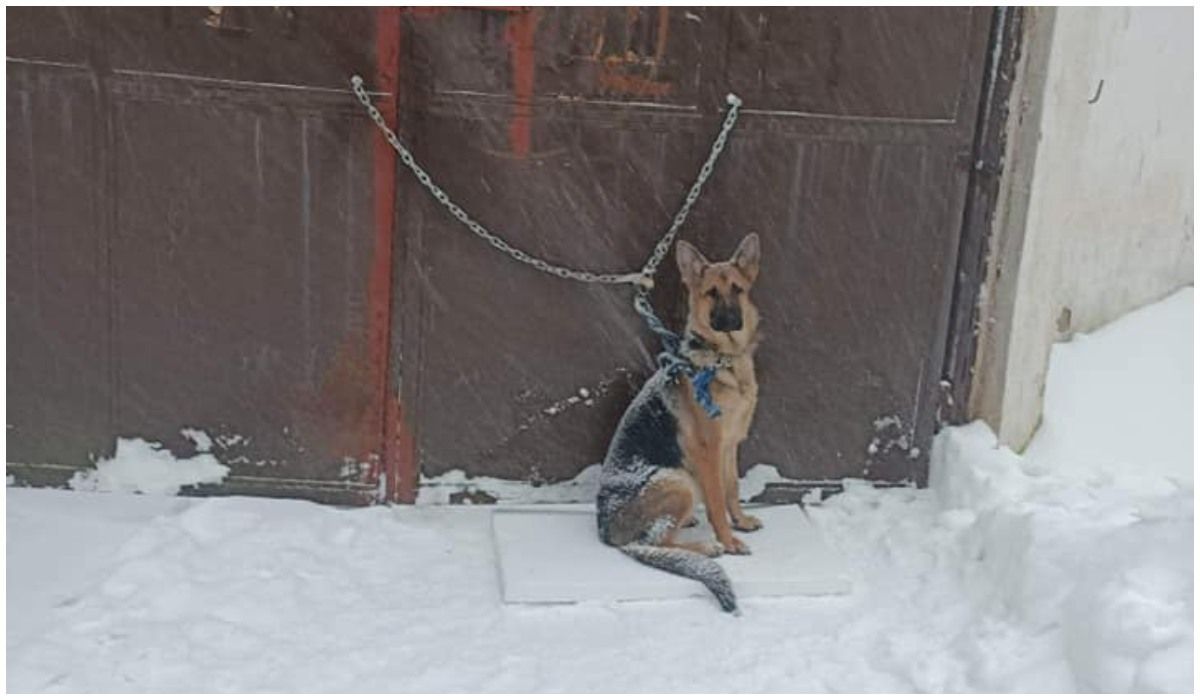Przywiązał psa do bramy schroniska w śnieżycę. Możecie być pewni, że nie wróci do tej kreatury