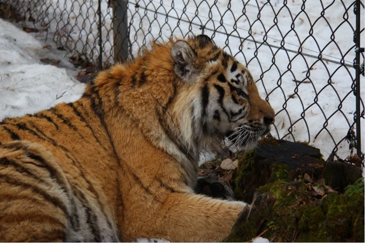Zoo w Poznaniu uratowało nie tylko tygrysy. Niezwykła historia