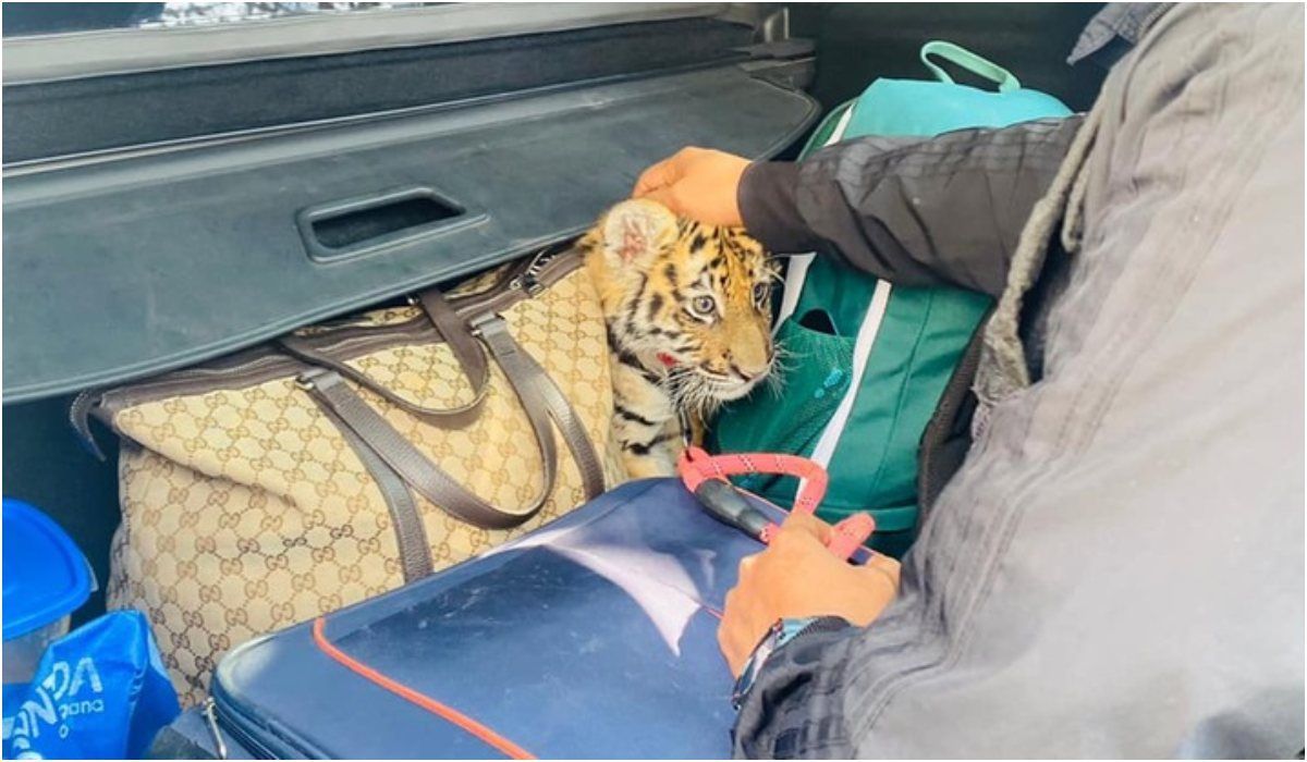 Broń, amunicja i tygrysek przewożone w bagażniku. Egzotyczne zwierzę przekazano pod opiekę specjalistów