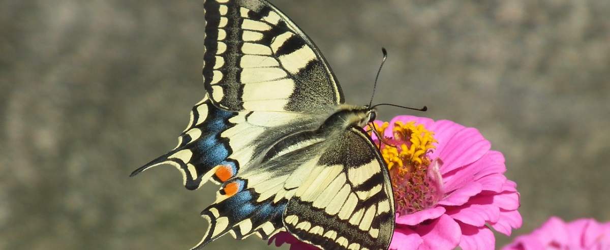 Paź królowej - największy z motyli występujących w Polsce