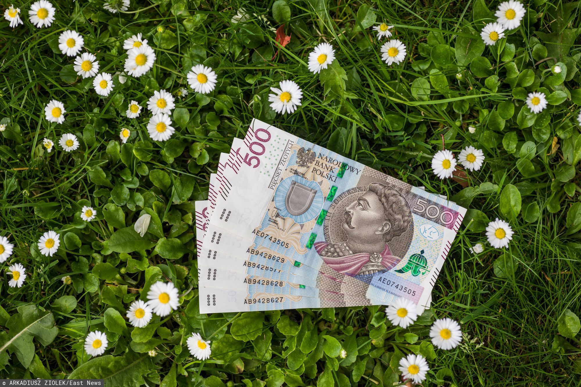 fot: Arkadiusz Ziolek/ East News. 04.05.2020. n/z Polskie banknoty w trawie.