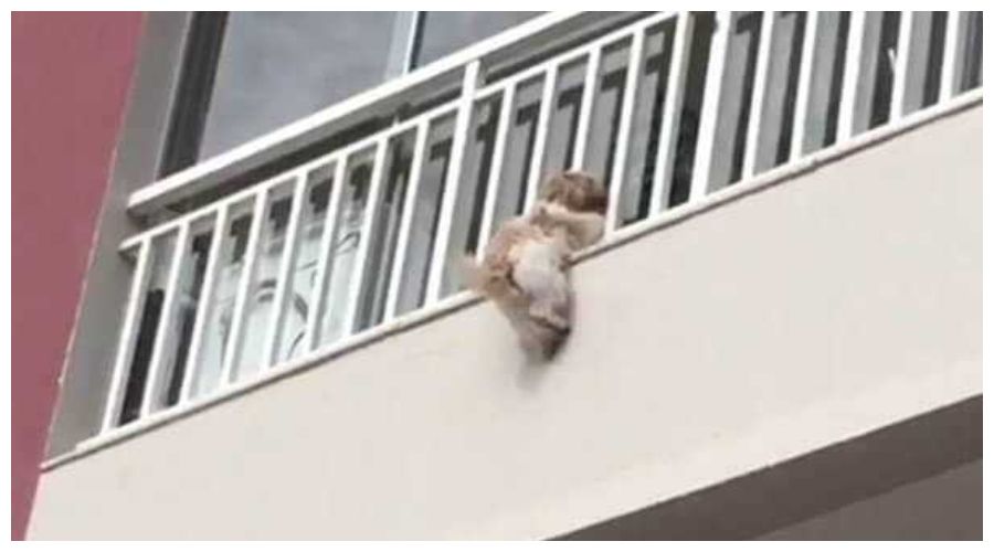 Pies zwisający z balkonu