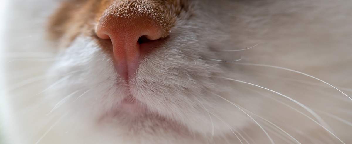 Jak działa koci węch: poznaj koci świat zapachów!
