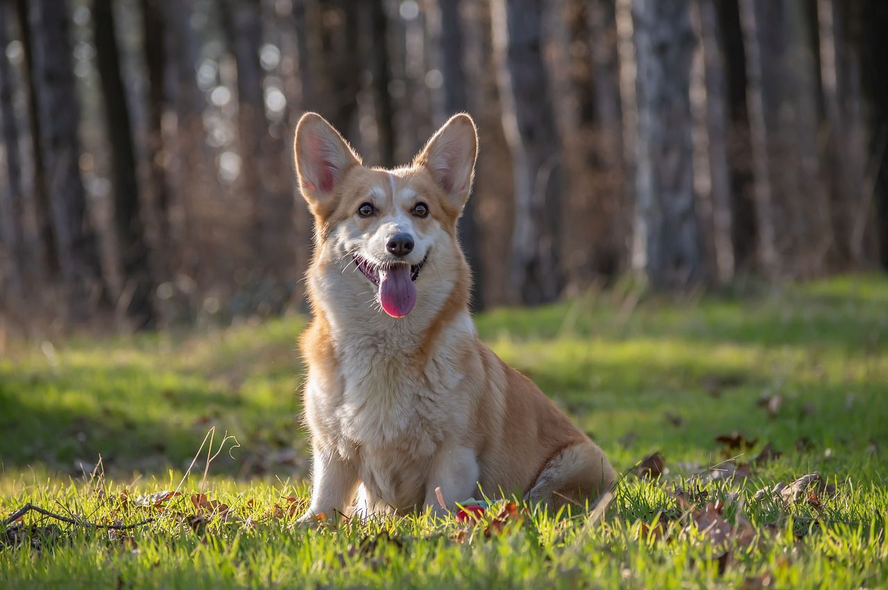 Welsh corgi pembroke – jedna z najbardziej znanych ras psów