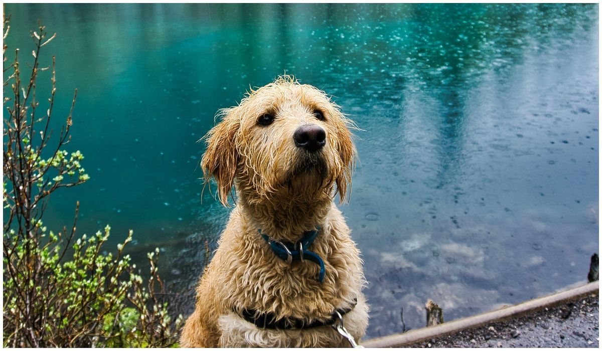 mokry pies w wodzie
