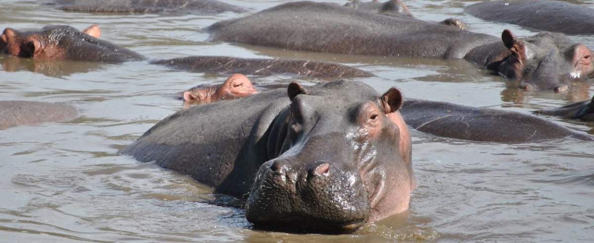 hipopotamy
