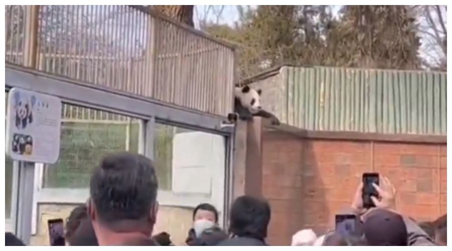 Panda uciekinierka