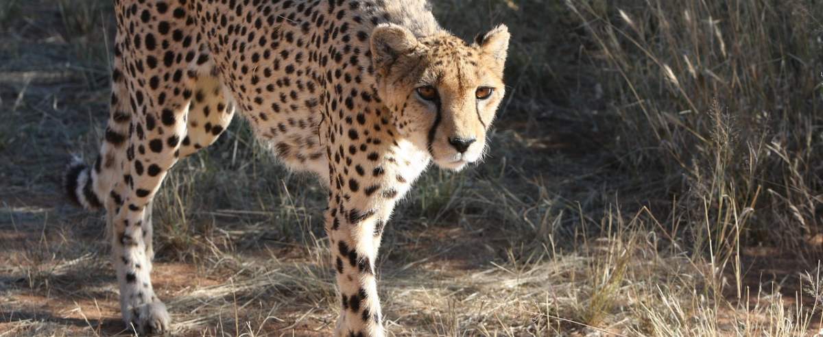 Gepard - najszybsze lądowe zwierzę na świecie