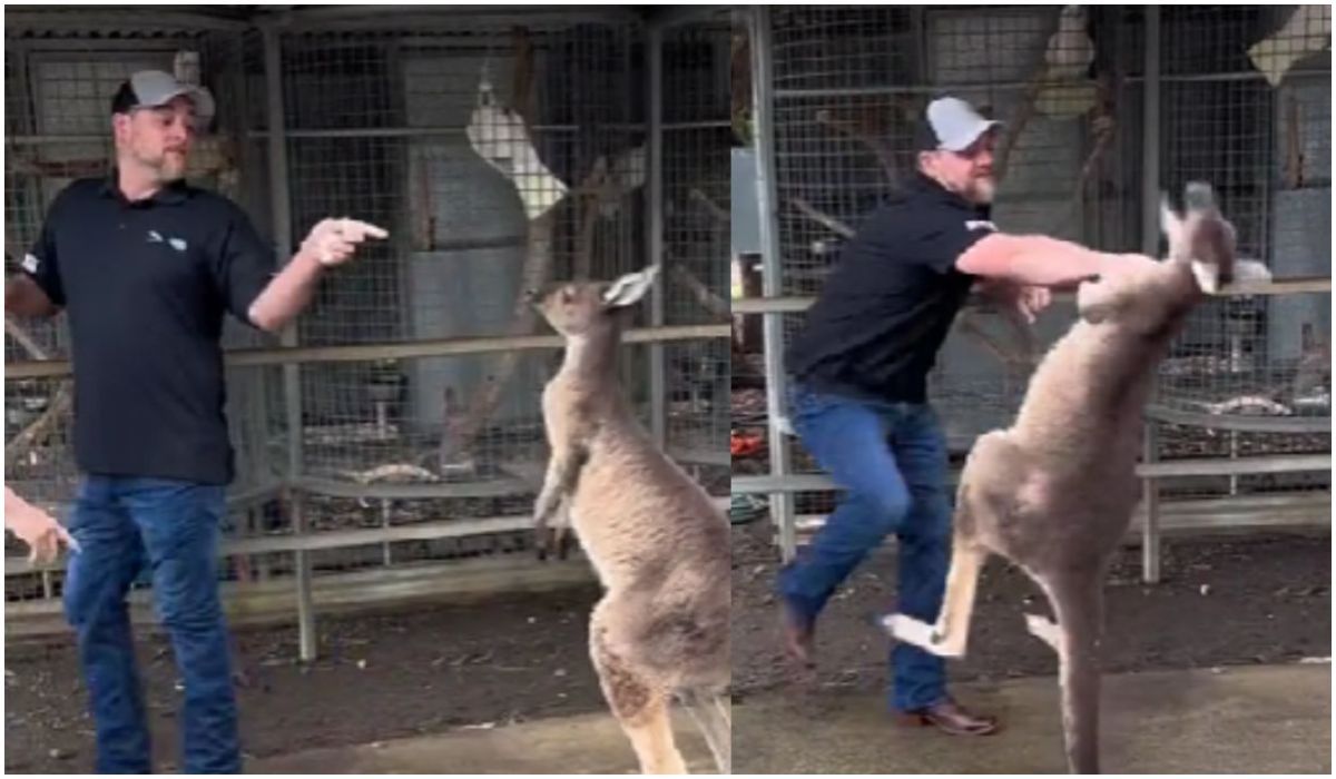 Mężczyzna walczący z kangurem