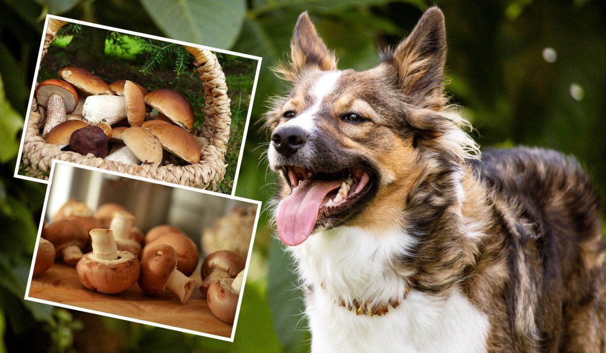 Czy pies może jeść grzyby?