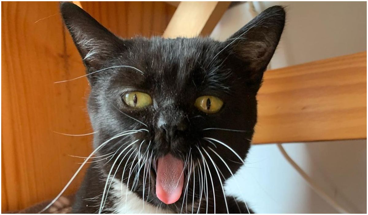 Kot z wystawionym językiem