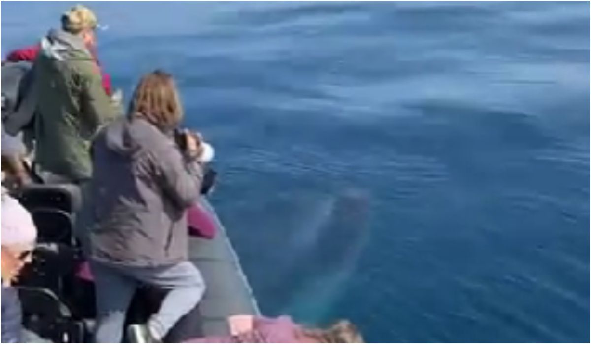 Wieloryb w wodzie