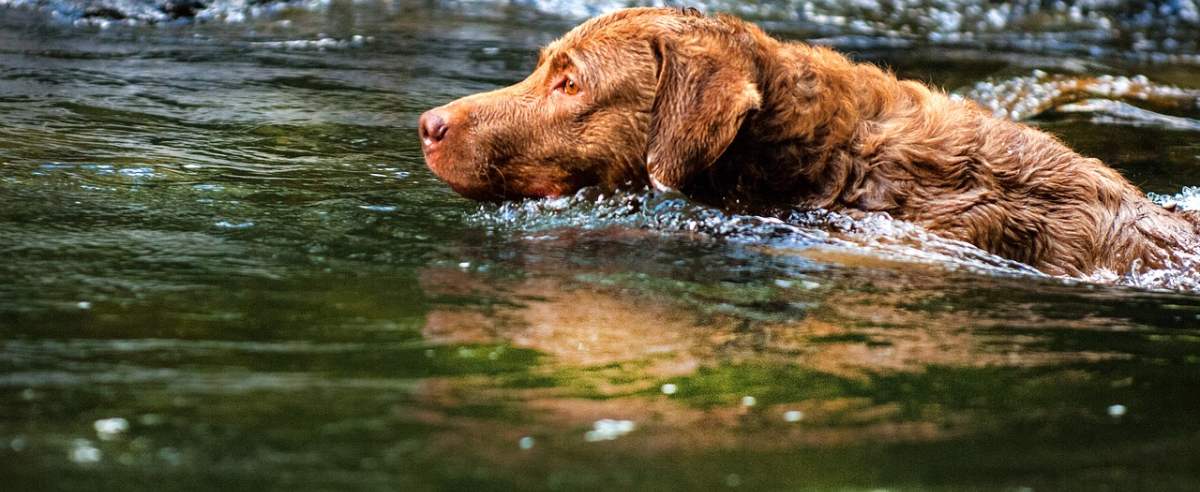 Chesapeake bay retriever - pływający pies aporter z Zatoki Chesapeake w USA