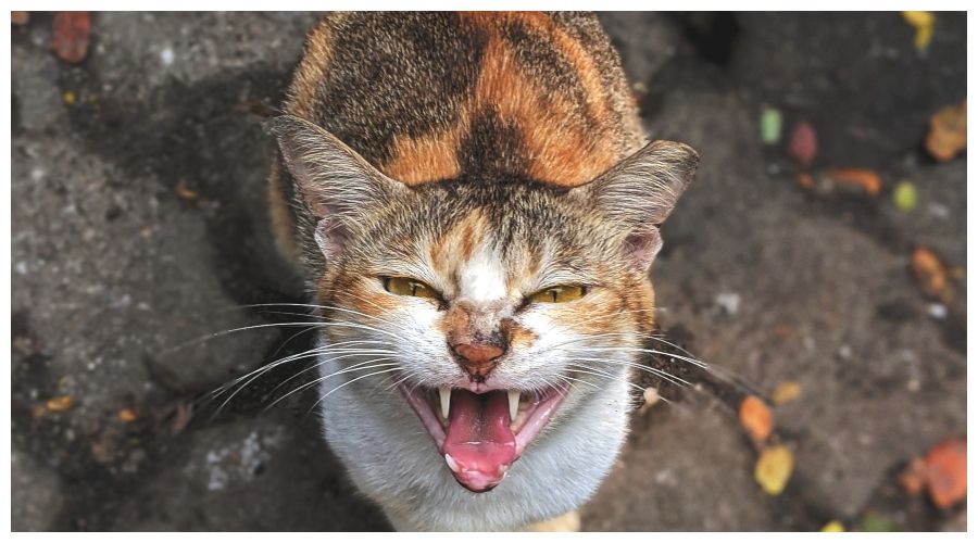 Jak wygląda wścieklizna u kotów i w jaki sposób jej przeciwdziałać?