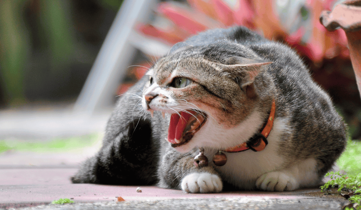 Wściekły kot canva PRO