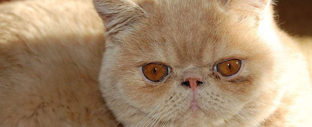 Kot egzotyczny – krótkowłosa odmiana persa