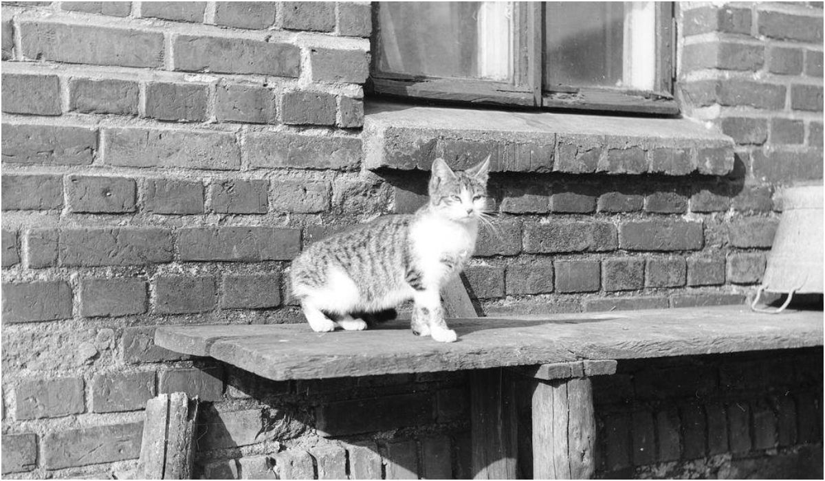Kot na ławce przed domem na wsi, lata 70.
