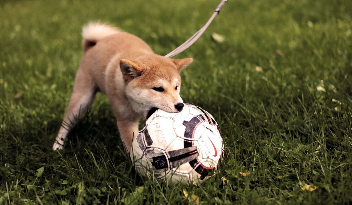 pies z piłką