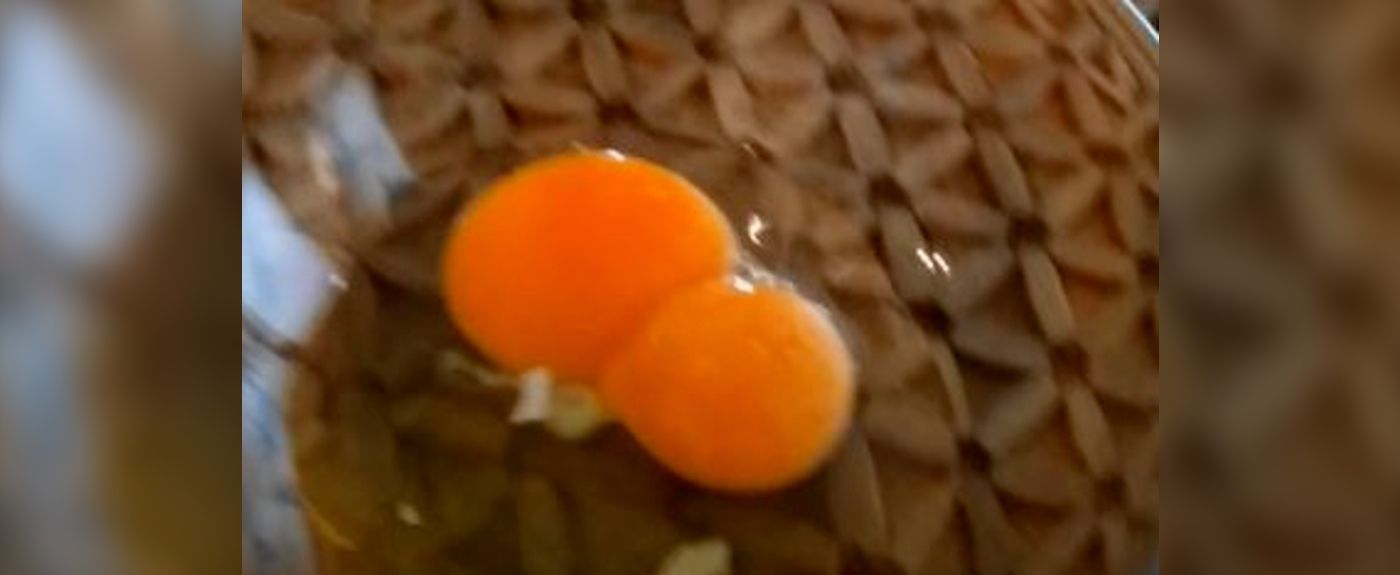Jajka mogą mieć dwa żółtka