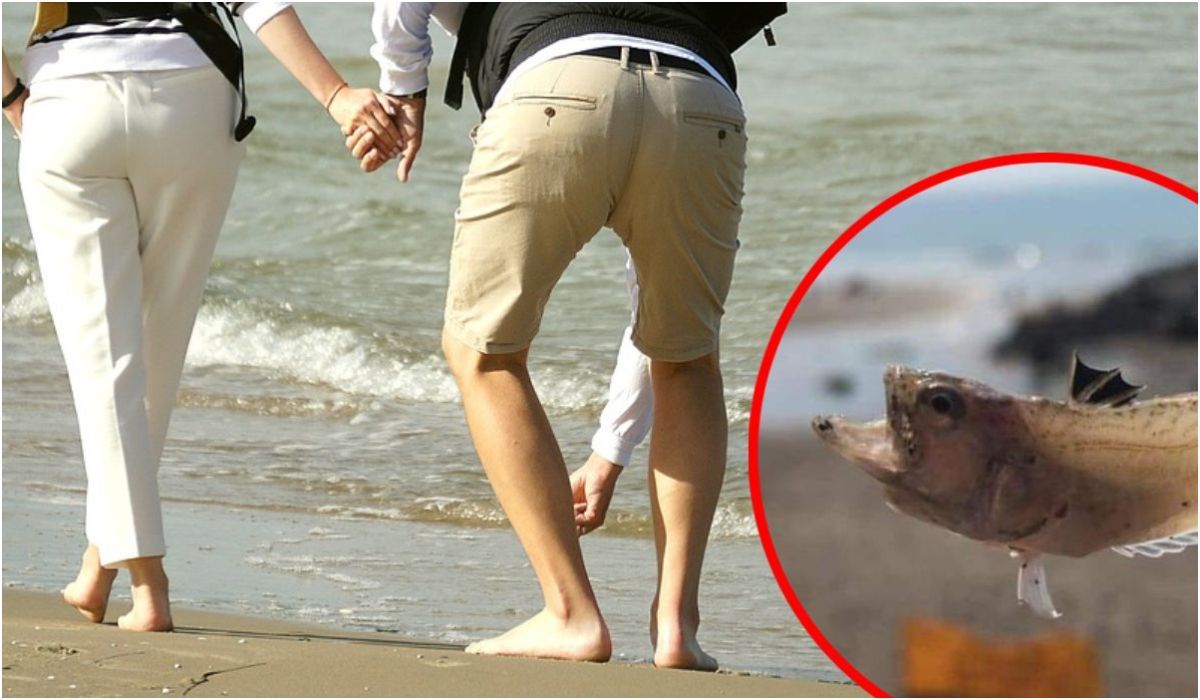 Turyści spacerujący plażą muszą uważać nie tylko na jeżowce