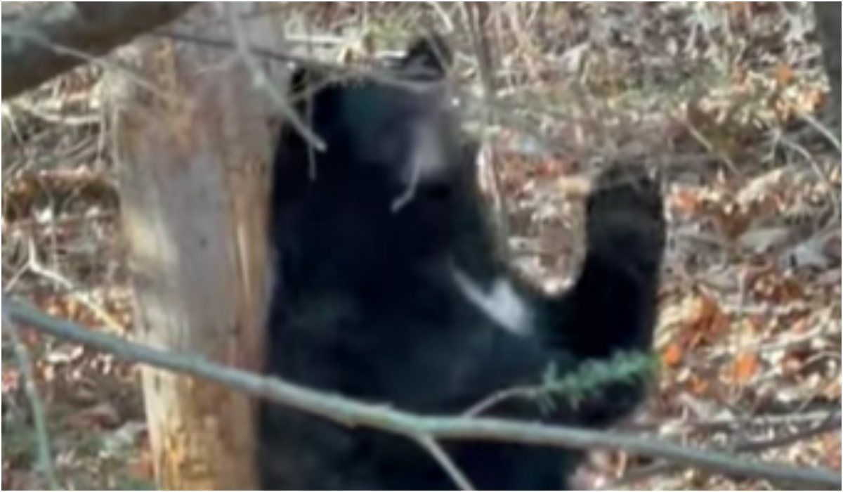 Niedźwiedzi taniec
