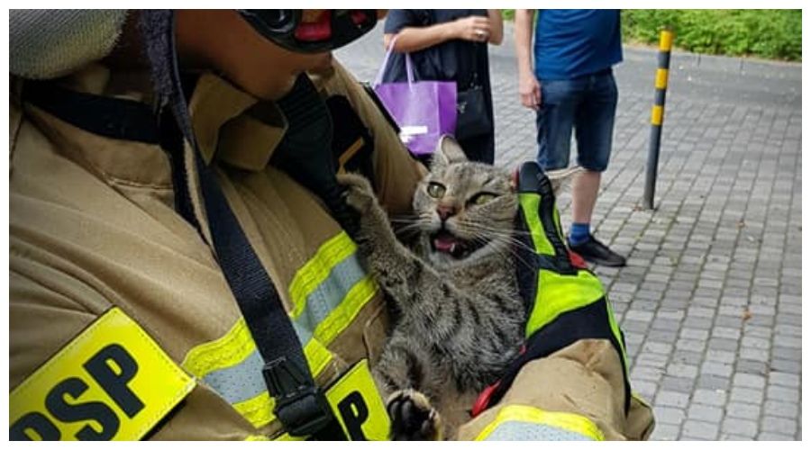 Kot uratowany przez strażaków