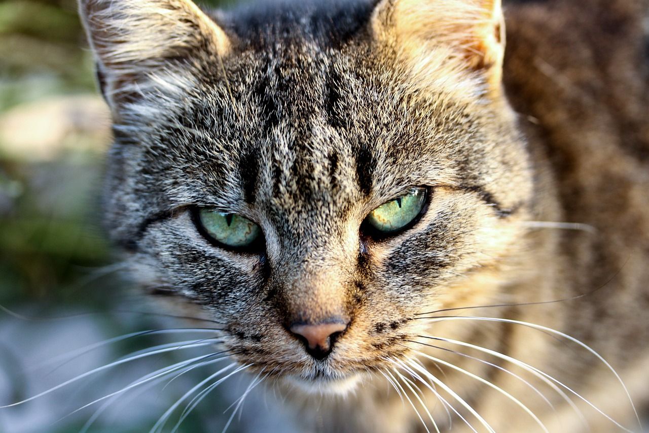 Najczęściej występujące choroby oczu u kota