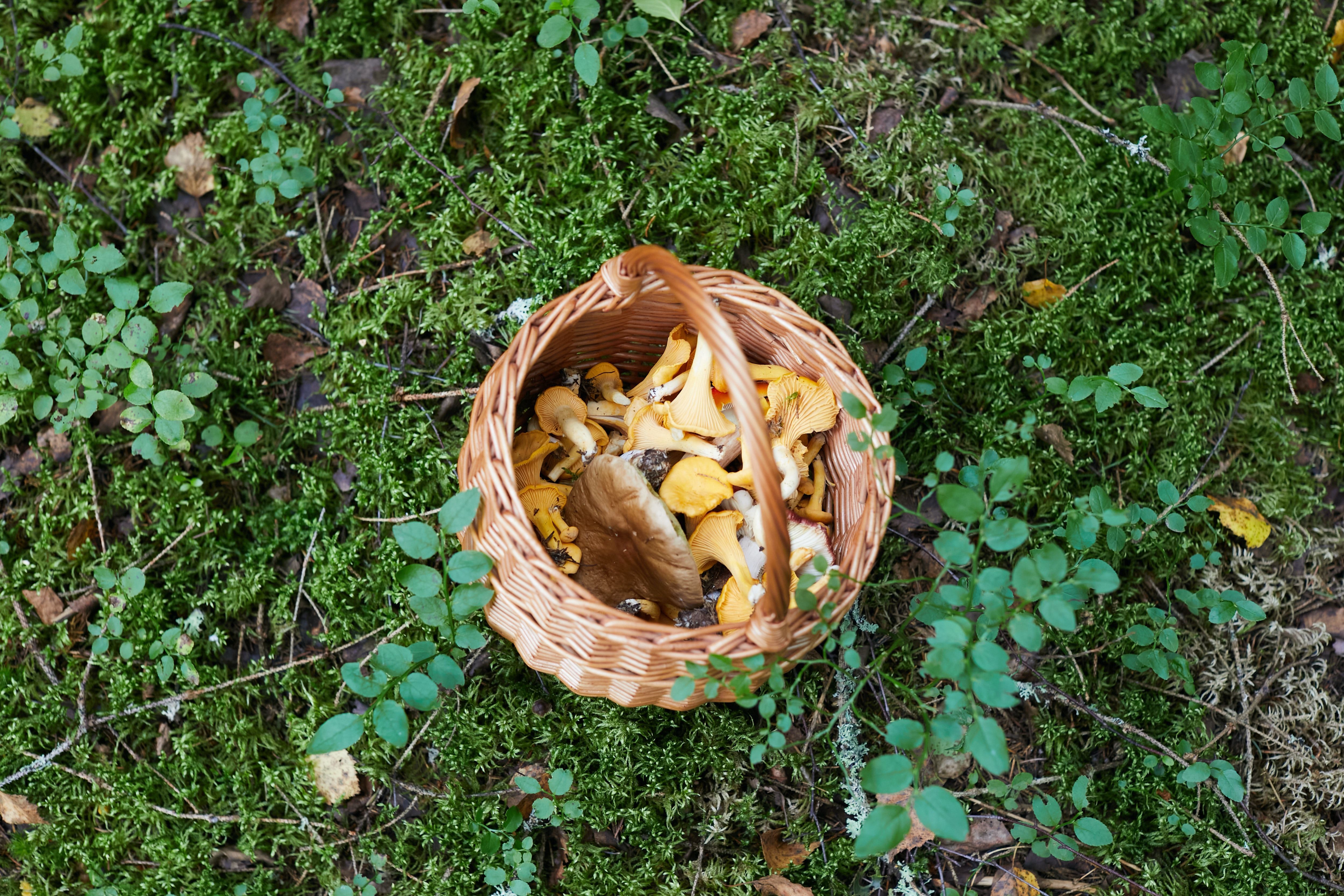 Zdjęcie ilustracyjne: koszyk grzybów