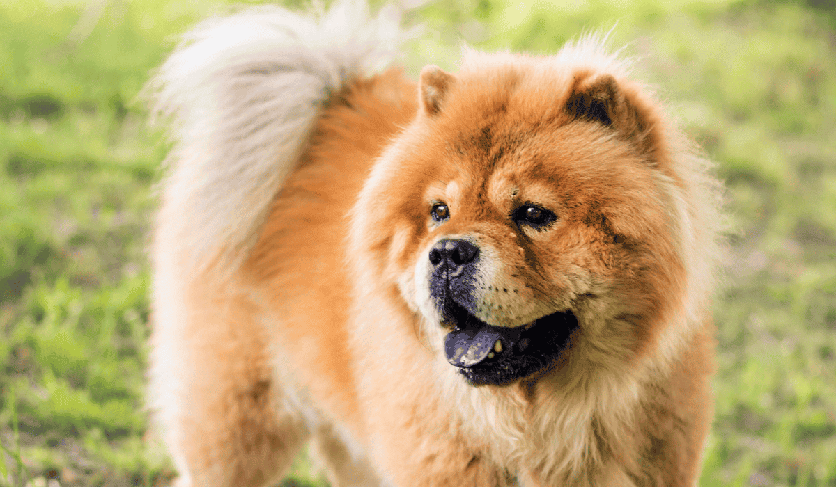 Chow chow canva PRO