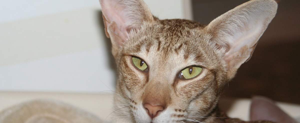 Kot orientalny krótkowłosy – różnokolorowa odmiana kota syjamskiego