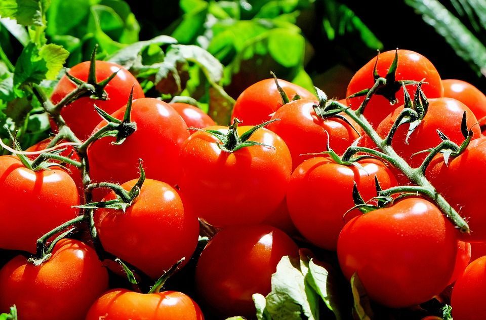 Nawożenie pomidorów – jak i czym nawozić rośliny?