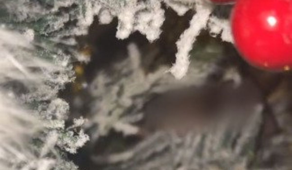 Chciała nagrać świąteczne drzewko, jej oczom ukazał się niecodzienny widok